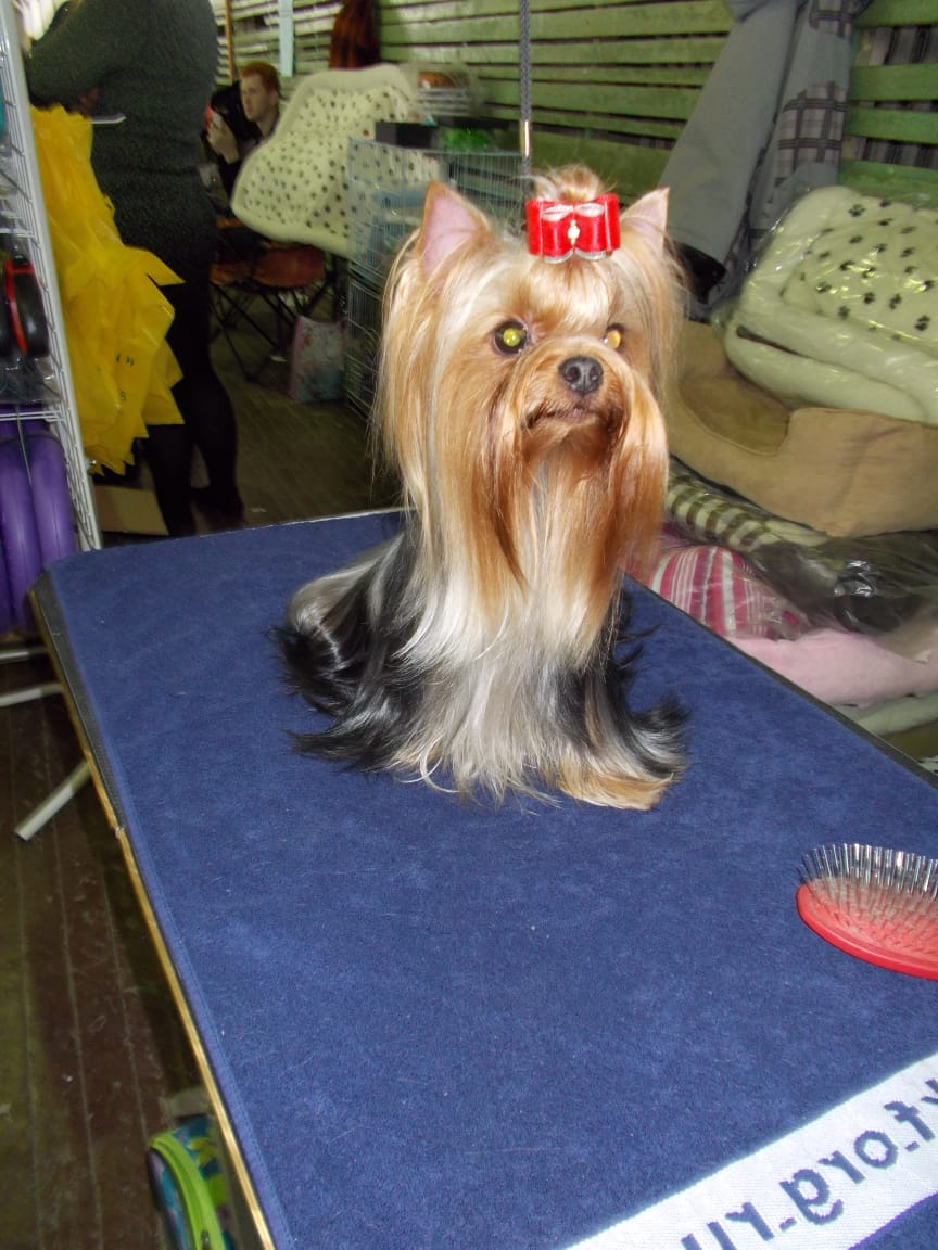  OLIS — Labaza DogPedigree YorkshireTerrier